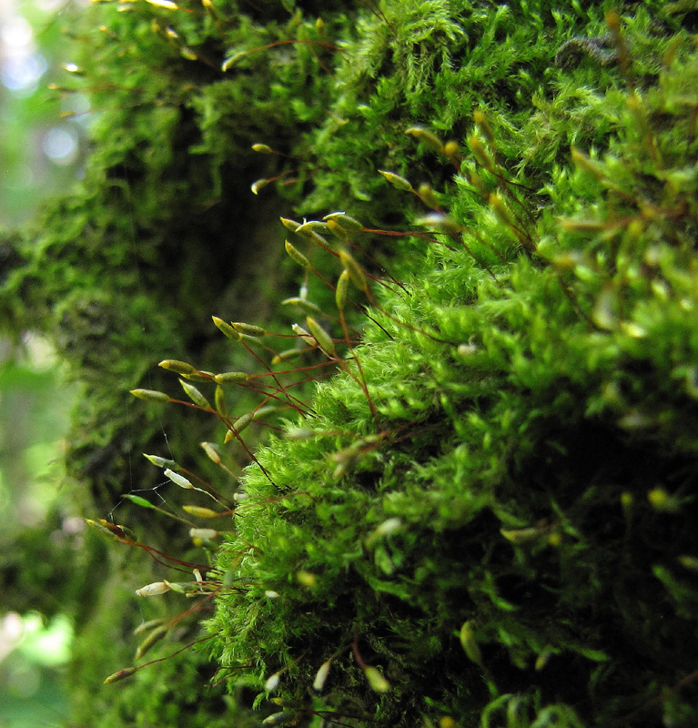 Pylaisia polyantha